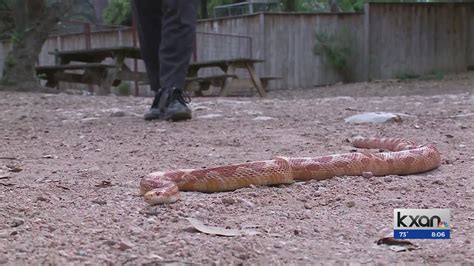 Bluebonnets, ice storm could mean more snake sightings